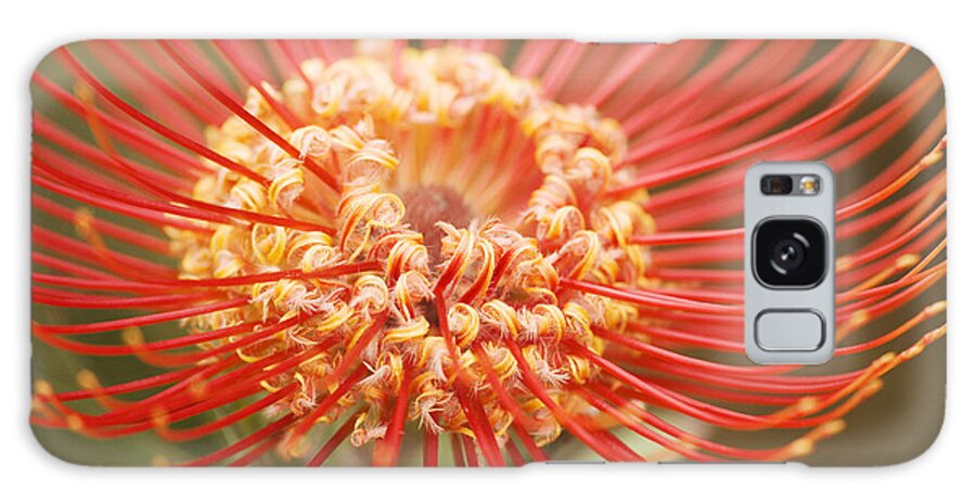 Beautiful Galaxy Case featuring the photograph Pin Cushion Protea Macro by Ron Dahlquist - Printscapes