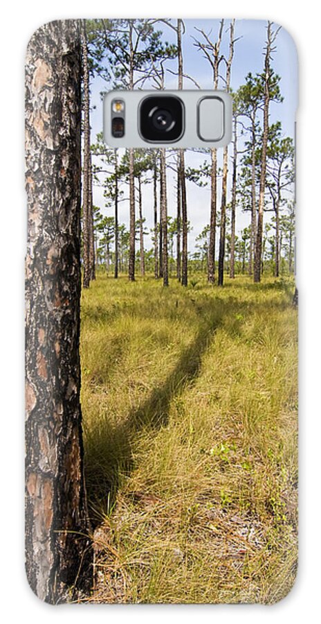 Tree Galaxy Case featuring the photograph Pine Savanna II by Bob Decker