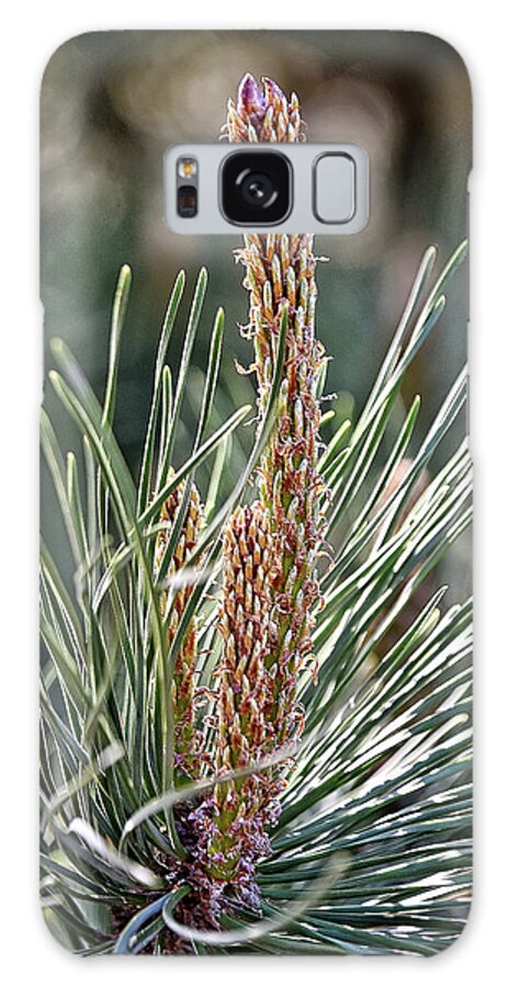Pine Galaxy Case featuring the photograph Pine Shoots by Kuni Photography