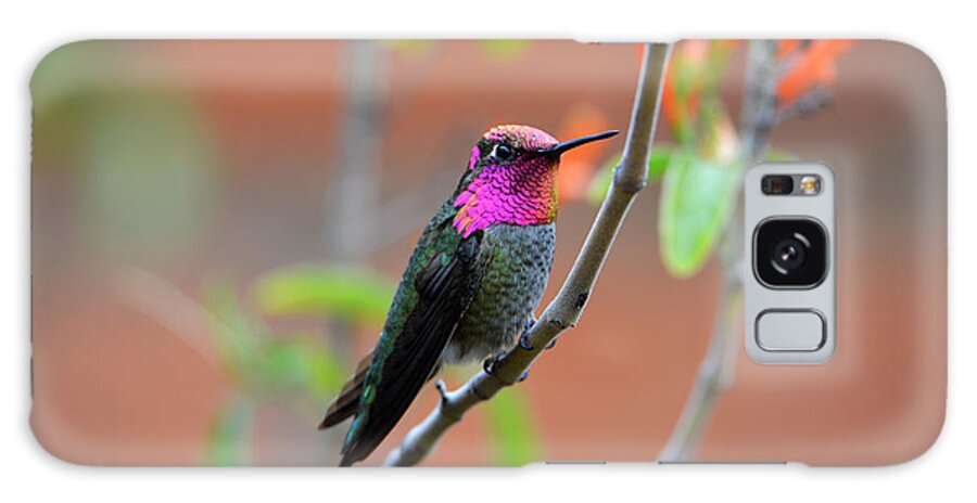 Denise Bruchman Galaxy Case featuring the photograph Pink and Gold Anna's Hummingbird by Denise Bruchman