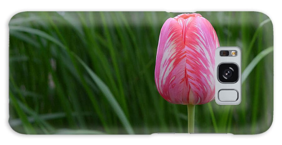 Tulip Galaxy Case featuring the photograph Pink and White Tulip by Joe Bonita