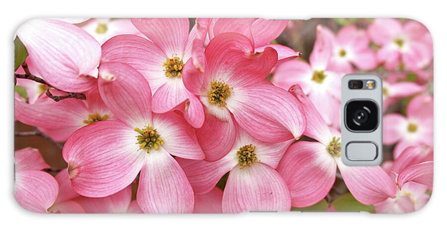 Flowers Galaxy Case featuring the photograph Pink Dogwood Riot by Michele Myers