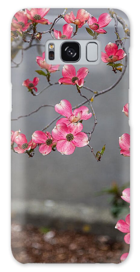 Bellingham Galaxy Case featuring the photograph Pink Dogwoods by Judy Wright Lott