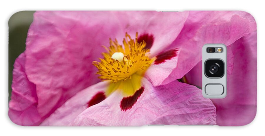 Parchment Galaxy Case featuring the photograph Pink Parchment Flower by Matthew Bamberg