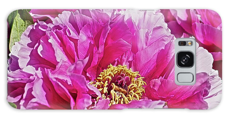 Close Up Photograph Of Pink Peony Flower Galaxy Case featuring the photograph Pink Peony by Joan Reese