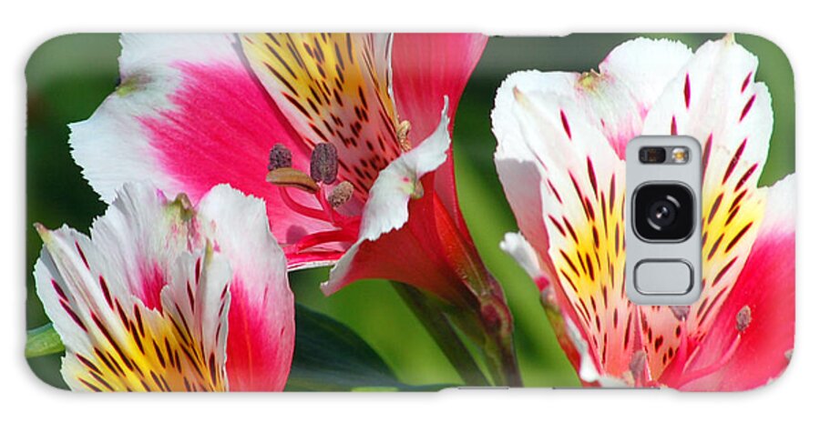 Peruvian Galaxy Case featuring the photograph Pink Peruvian Lily 2 by Amy Fose
