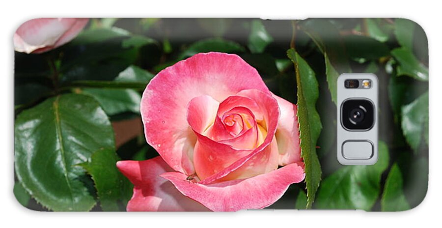 Pink Galaxy Case featuring the photograph Pink Rose by Sandra Lee Scott