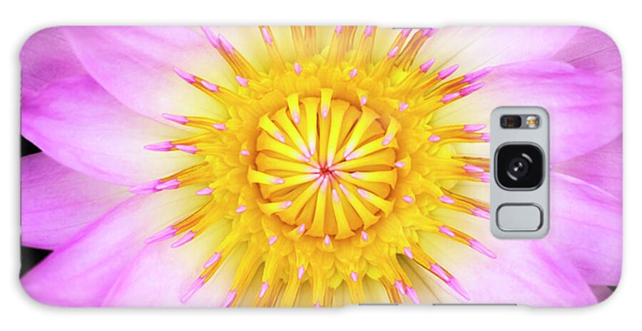 Pink Galaxy Case featuring the photograph Pink Water Lily by Christopher Johnson