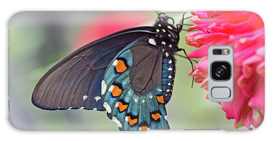 Butterfly Galaxy Case featuring the photograph Pipevine Swallowtail Butterfly by David Freuthal
