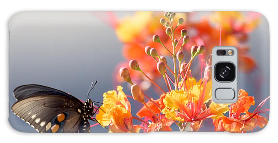 Tucson Galaxy Case featuring the photograph Pipevine Swallowtail by Dan McManus