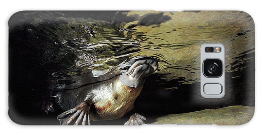 David Parer-cook Galaxy Case featuring the photograph Platypus Surfacing by David Parer and Elizabeth Parer-Cook