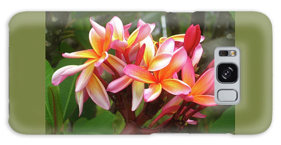 Plumeria Galaxy Case featuring the photograph Plumeria - Pink with Yellow by Kerri Ligatich