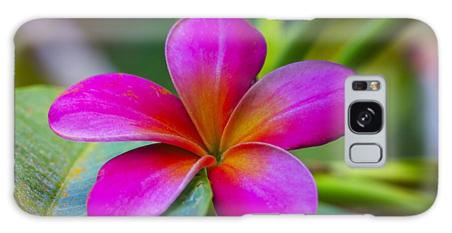 Pink Galaxy Case featuring the photograph Plumeria on Leaf by Jade Moon