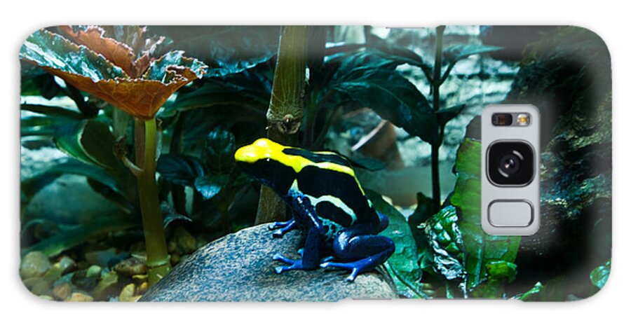 Poison Galaxy Case featuring the photograph Poison Dart Frog Poised for Leap by Douglas Barnett