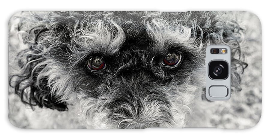 Pet Galaxy Case featuring the photograph Poodle Eyes by Keith Armstrong