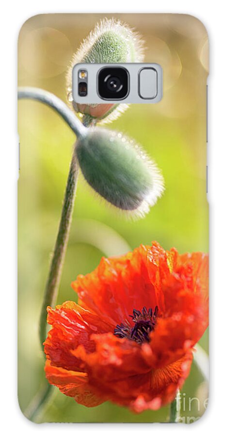 Minnesota Galaxy Case featuring the photograph Poppy Blooms by Ernesto Ruiz