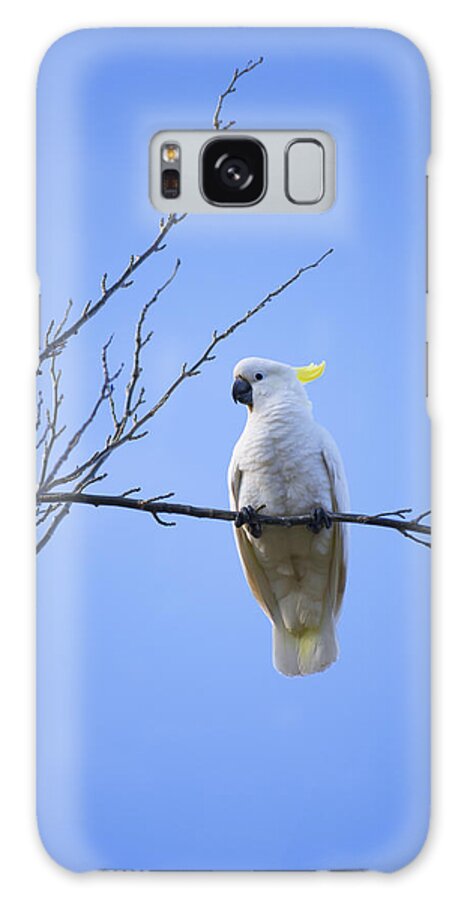 Birds Galaxy Case featuring the photograph Portrait of Sulphur Crested Cockatoo by Anthony Davey