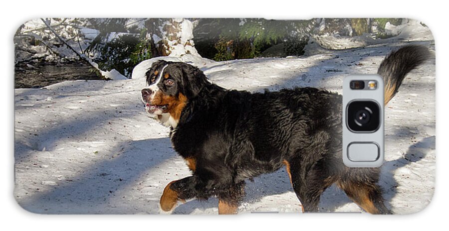 Jean Noren Galaxy Case featuring the photograph Prancing Bernese Mt Dog by Jean Noren