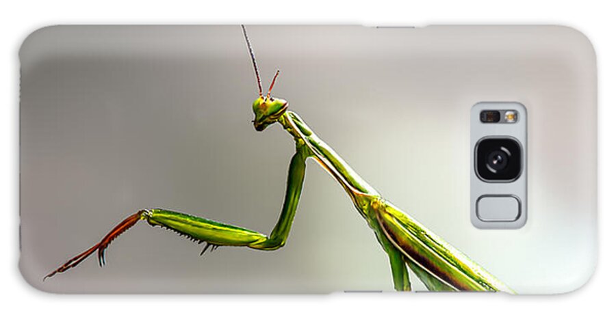 Mantis Galaxy Case featuring the photograph Praying Mantis by Bob Orsillo