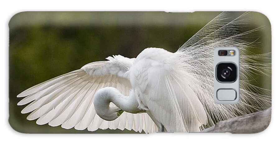 Great Egret Galaxy Case featuring the photograph Preening by Jim Miller
