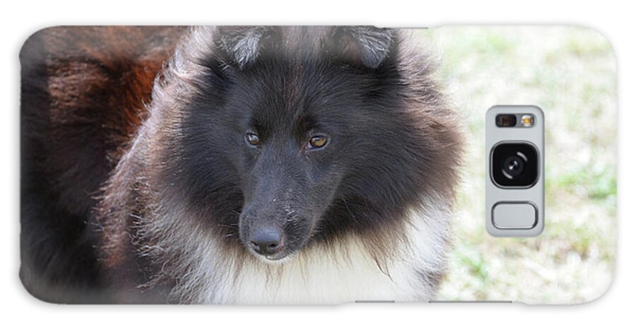 Sheltie Galaxy Case featuring the photograph Pretty Black and White Sheltie Dog by DejaVu Designs