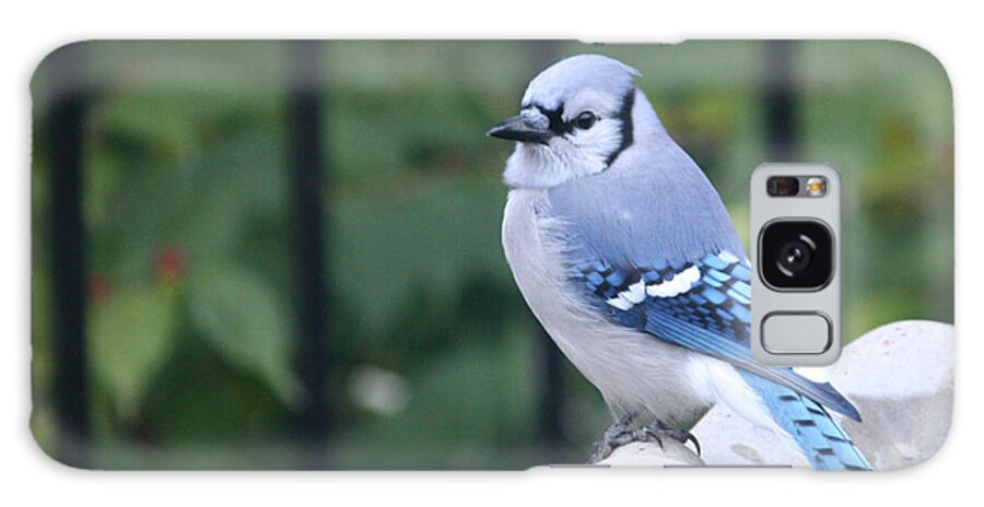 Pretty Galaxy Case featuring the photograph Pretty in Blue Jay by Diane Lindon Coy