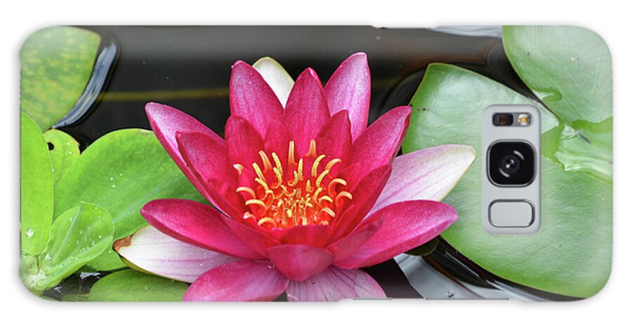 Water-lily Galaxy Case featuring the photograph Pretty Red Water Lily Flowering in a Water Garden by DejaVu Designs