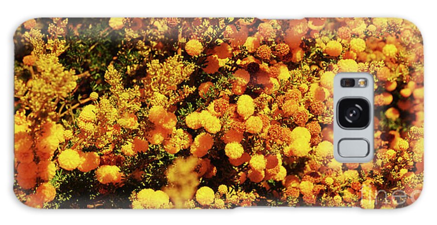 Prickly Moses Galaxy Case featuring the photograph Prickly Moses by Cassandra Buckley