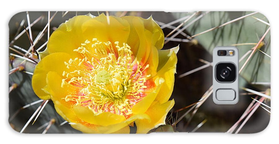 Tulip Prickly Pear Galaxy Case featuring the photograph Prickly Pear Perfection by Jerry Bokowski