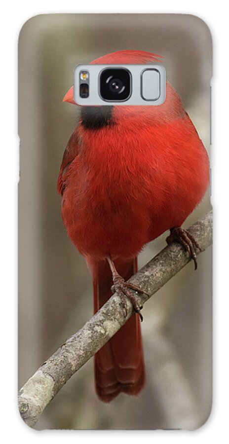 Bird Galaxy Case featuring the photograph Profile of a Cardinal by Jody Partin