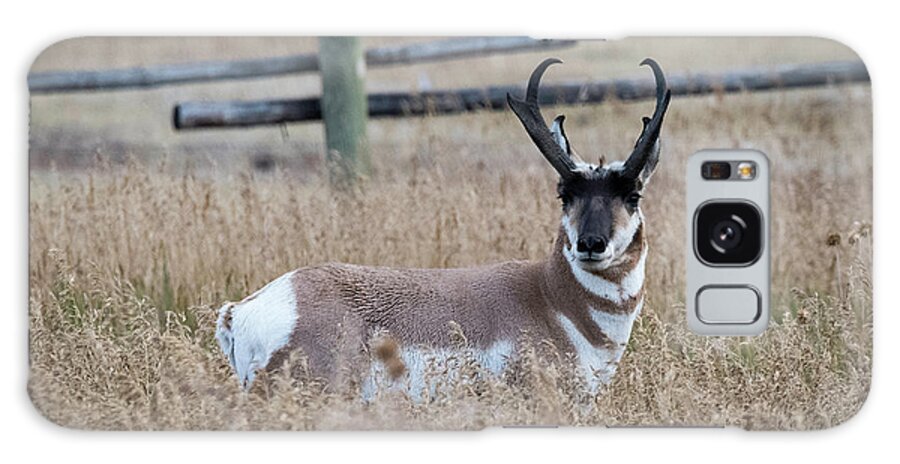 Grand Tetons Galaxy Case featuring the photograph Pronghorn Antelope by Norman Reid