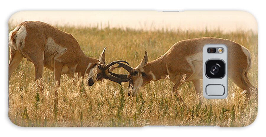 Pronghorn Galaxy Case featuring the photograph Pronghorn Antelope Sparring In Autumn Field by Max Allen