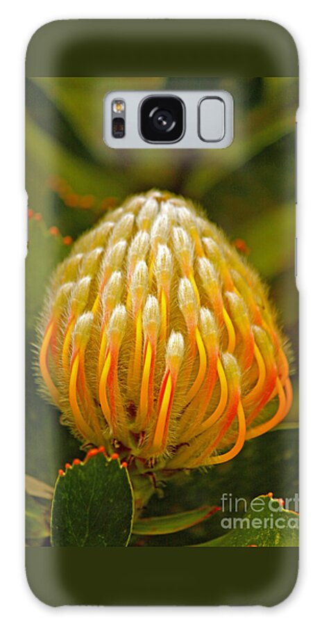 Protea Galaxy S8 Case featuring the photograph Proteas Ready to Blossom by Michael Cinnamond