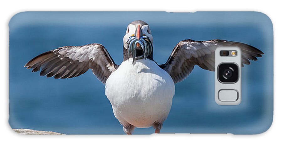 Atlantic Puffin Galaxy Case featuring the photograph Puffin with fish for tea by Anita Nicholson