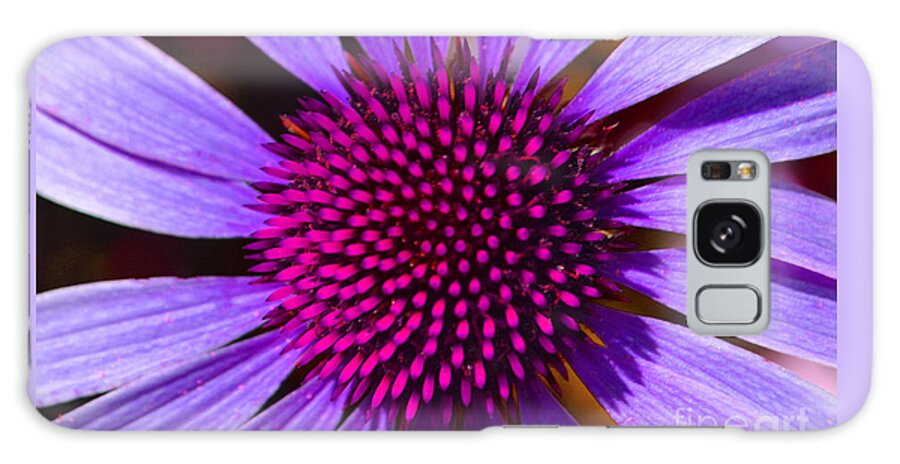 Daisy Galaxy S8 Case featuring the photograph Purple and Pink Daisy by Amy Lucid