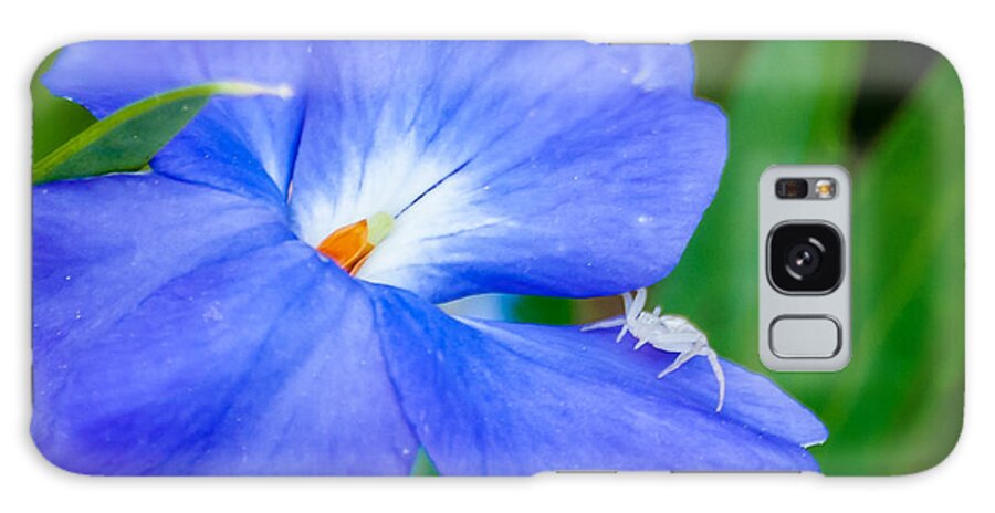 Flower Galaxy Case featuring the photograph Morning Glory by James L Bartlett