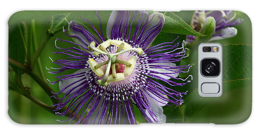 Passion Flower Galaxy Case featuring the photograph Purple Passion Flower by Barbara Bowen
