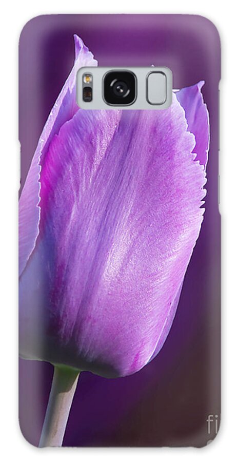 Tulip. Pink Purple Nature Galaxy Case featuring the photograph Purple Tulip by Bon and Jim Fillpot