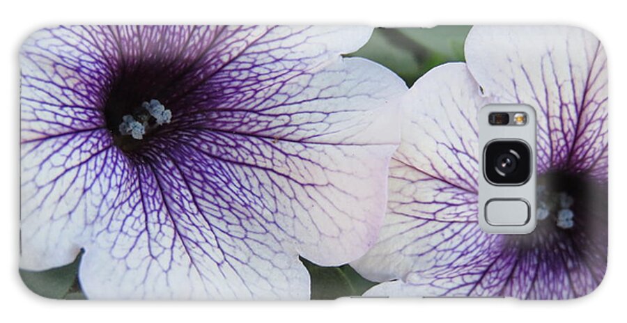Petunia Galaxy Case featuring the photograph Purple-veined petunias by Judith Lauter