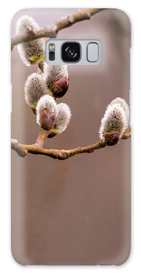 Pussy Willow Galaxy Case featuring the photograph Pussy Willow by Kevin Gladwell
