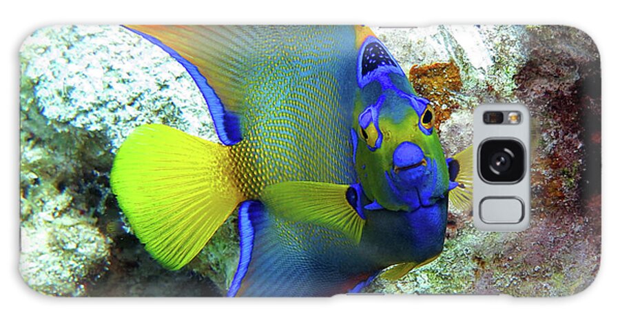 Underwater Galaxy Case featuring the photograph Queen Angelfish by Daryl Duda