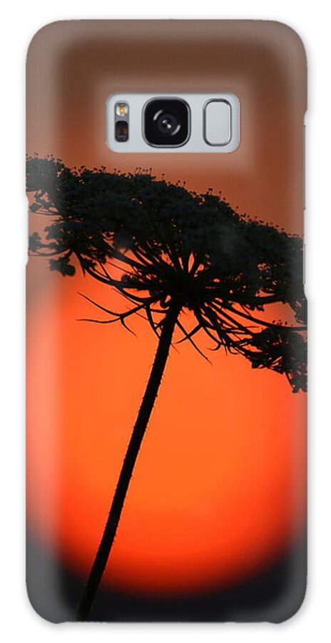 Daucus Carota Galaxy Case featuring the photograph Queen Anne's Lace by Colleen Phaedra