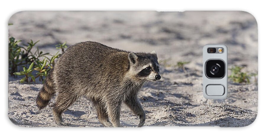 Raccoon Galaxy Case featuring the photograph Raccoon on the beach by David Watkins