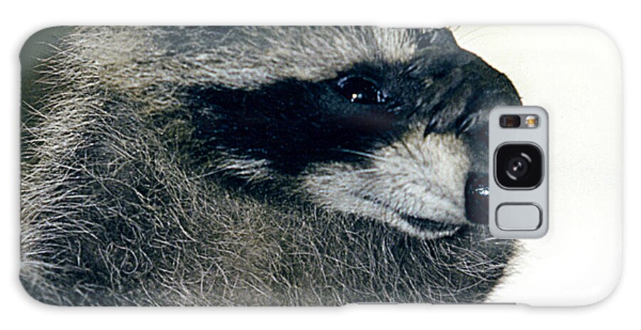 Faunagraphs Galaxy S8 Case featuring the photograph Raccoon2 Peek-a-boo by Torie Tiffany
