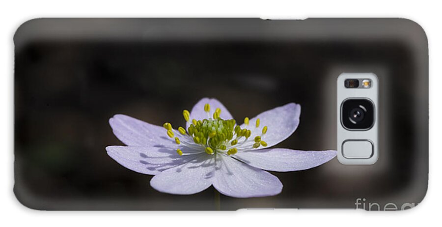 Bloodroot Galaxy Case featuring the photograph Reaching for the Sun by Andrea Silies