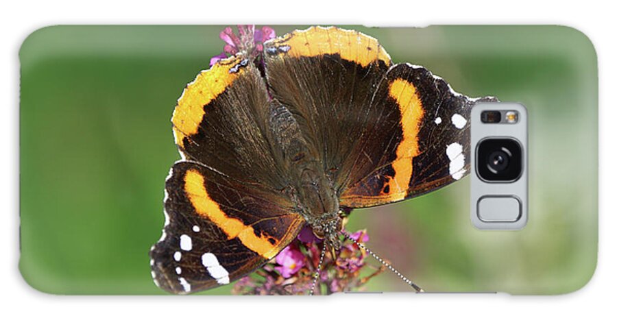 Red Admiral Butterfly Galaxy Case featuring the photograph Red Admiral Keeps Head Down by Robert E Alter Reflections of Infinity