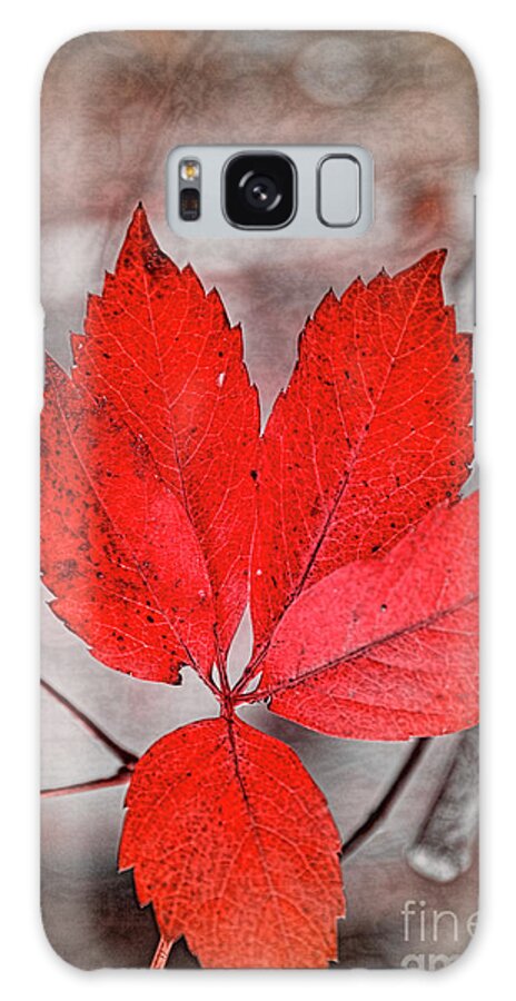 Autumn Galaxy Case featuring the photograph Red Autumn by Elaine Teague