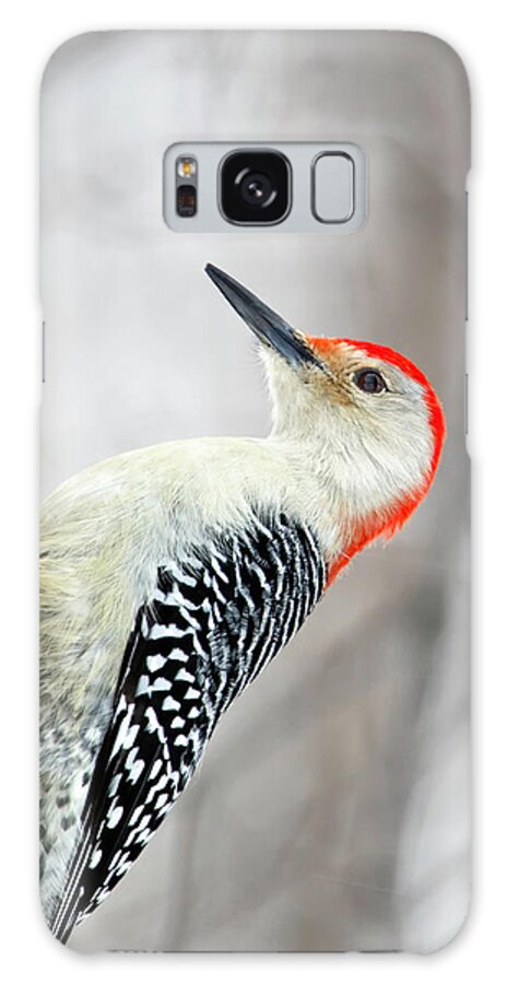 Birds Galaxy Case featuring the photograph Red-bellied Woodpecker by Al Mueller