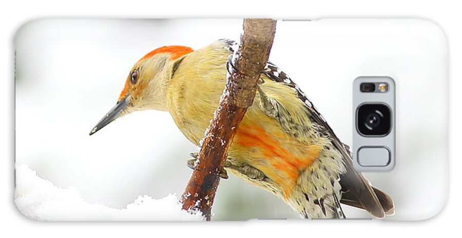 Red-bellied Woodpecker Galaxy Case featuring the photograph Red-bellied Woodpecker With Snow by Daniel Reed