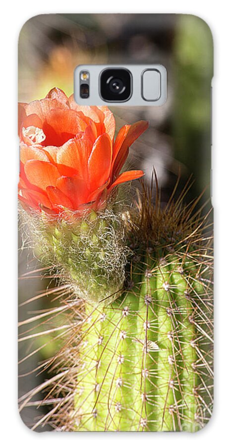 Cactus Flower Galaxy Case featuring the photograph Red Cactus Flower by Elisabeth Lucas